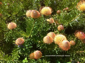 Leucospermum cordifolium - orange - blossom